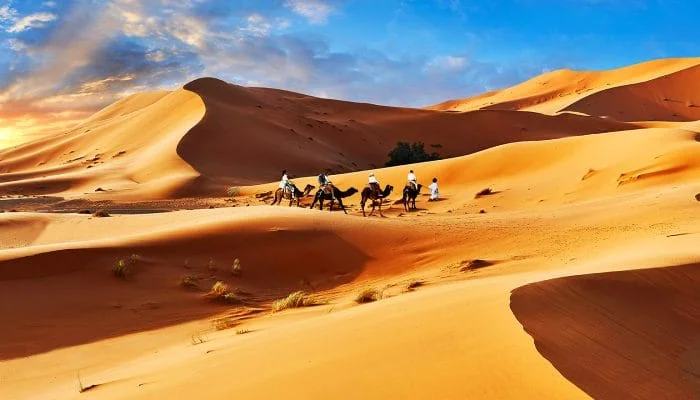 Camel ride in Erg Chigaga Dunes