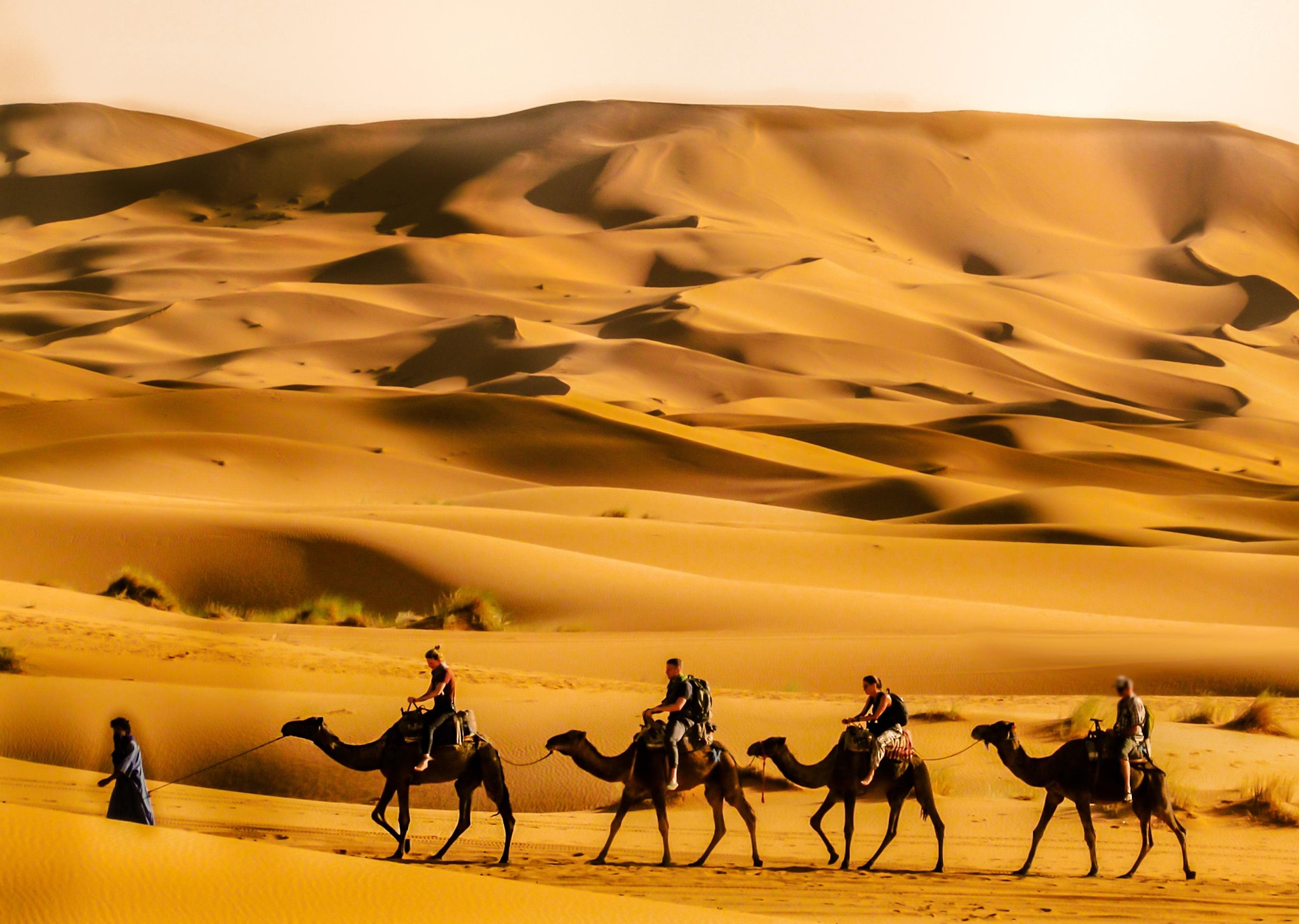 Camel trekking in the Moroccan desert